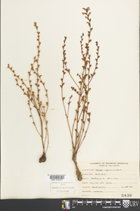 Epifagus virginiana image