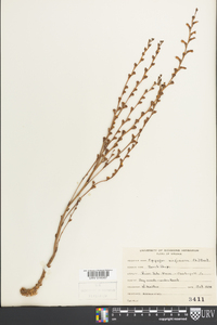 Epifagus virginiana image