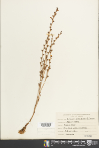 Epifagus virginiana image