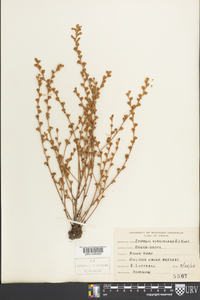 Epifagus virginiana image