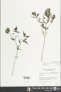 Melampyrum lineare image