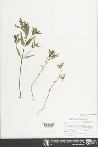 Melampyrum lineare image