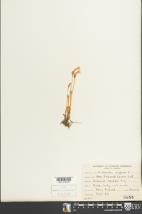 Orobanche uniflora image