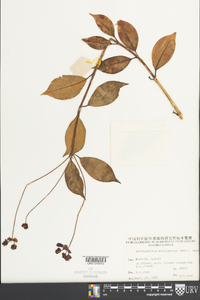 Aeschynanthus moningeriae image