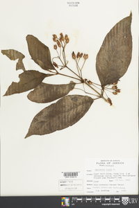 Besleria lutea image