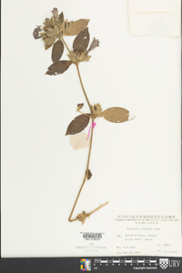 Barleria cristata image