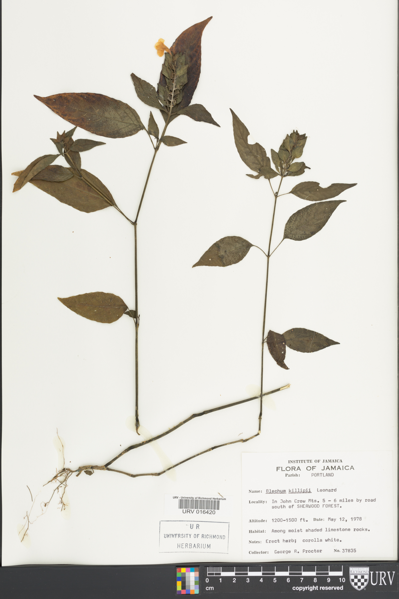 Ruellia blechioides image