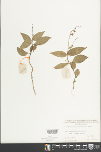 Codonacanthus pauciflorus image