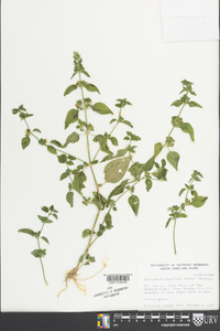 Dicliptera brachiata image