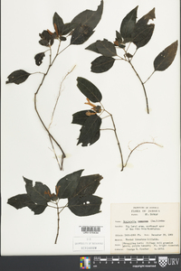 Image Associated With the Occurence