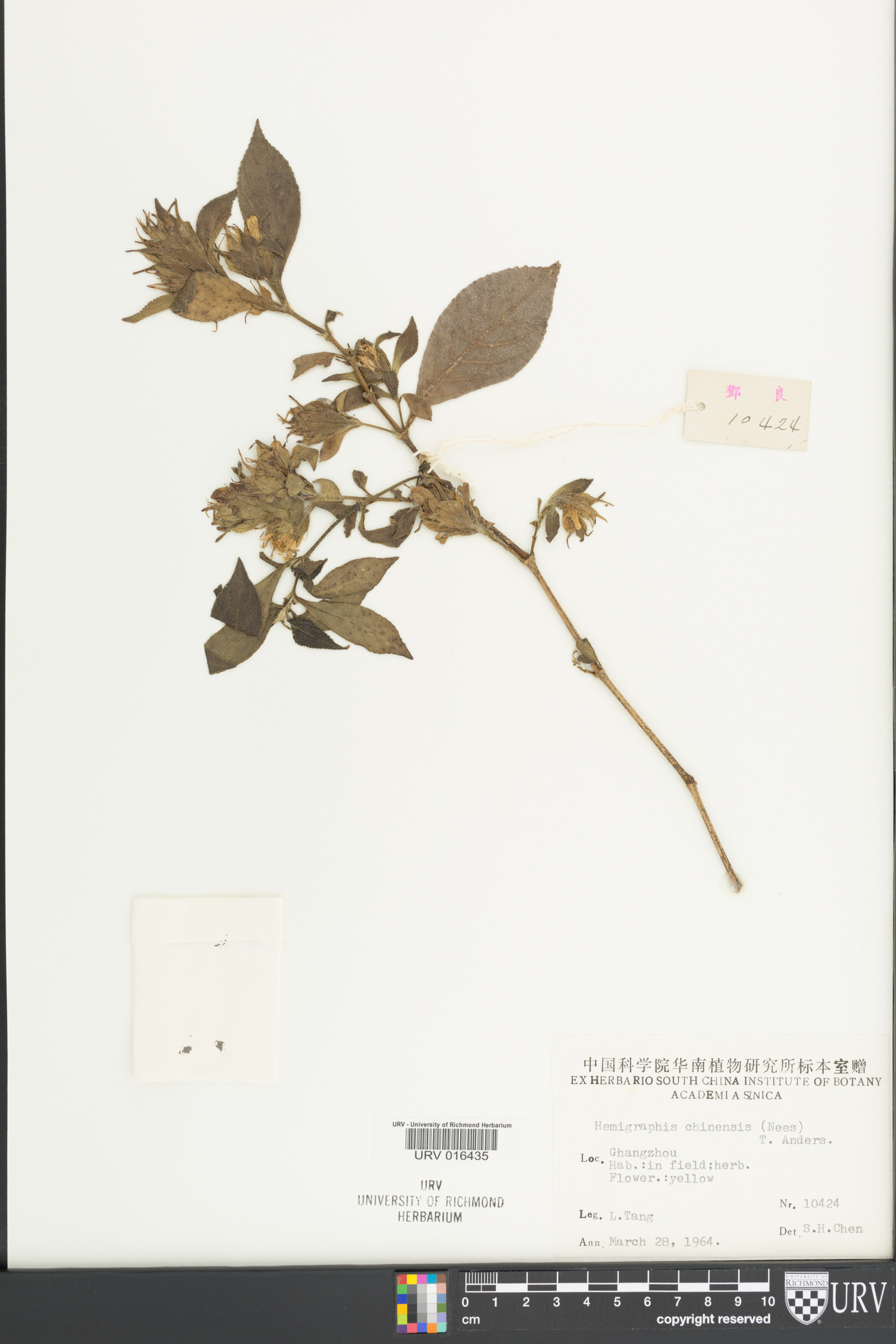 Strobilanthes chinensis image