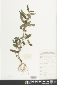 Hygrophila ringens var. ringens image