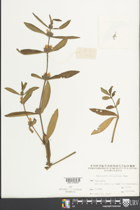 Hygrophila ringens var. ringens image