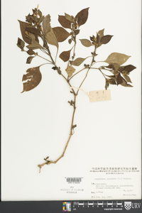 Image Associated With the Occurence