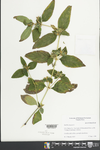Ruellia strepens image