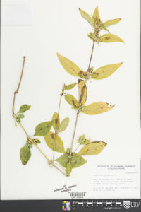 Ruellia strepens image