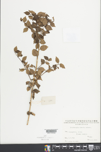 Thunbergia erecta image
