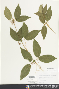 Bignonia capreolata image