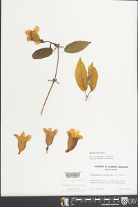 Bignonia capreolata image