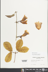 Bignonia capreolata image