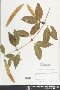 Bignonia capreolata image