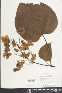 Catalpa bignonioides image