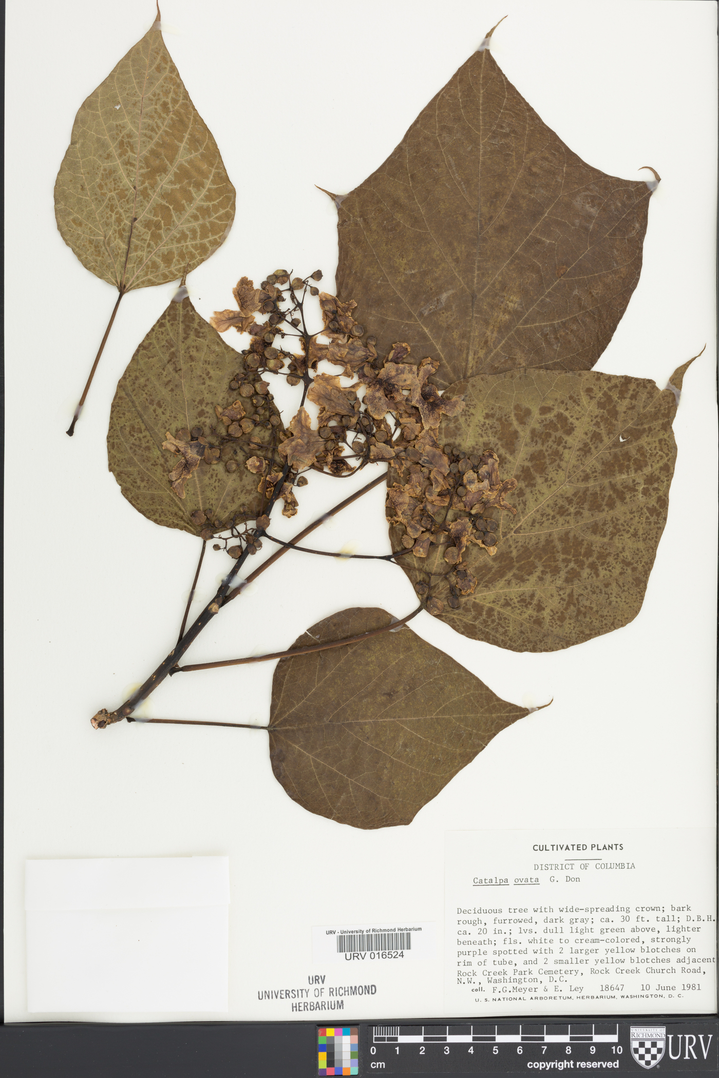 Catalpa ovata image