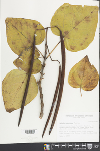 Catalpa speciosa image