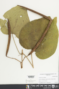 Catalpa speciosa image