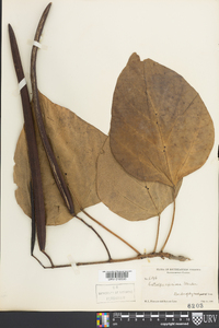 Catalpa speciosa image