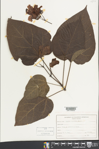 Catalpa speciosa image