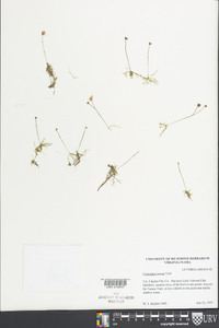 Utricularia juncea image