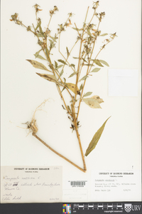 Campanulastrum americanum image