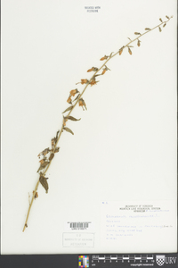 Campanula rapunculoides image