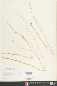 Lobelia nuttallii image