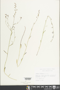 Lobelia nuttallii image