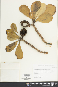 Casasia clusiifolia image