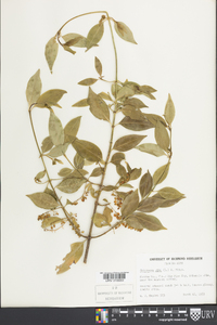 Chiococca alba image