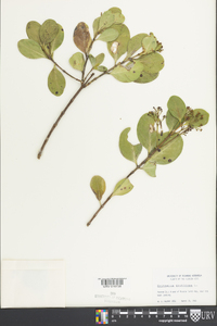 Erithalis fruticosa image