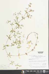 Galium asprellum image