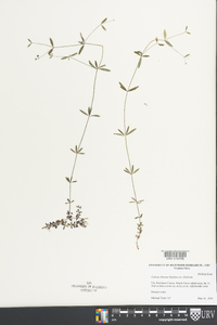 Galium obtusum image