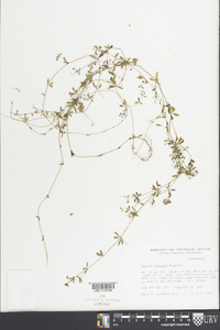 Galium obtusum image