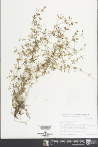 Galium obtusum image