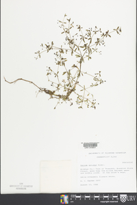 Galium obtusum image