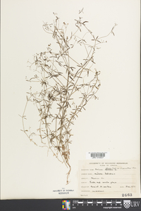 Galium obtusum image