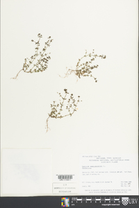 Galium anglicum image