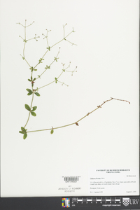 Galium pilosum image