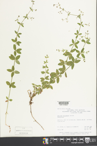 Galium pilosum image