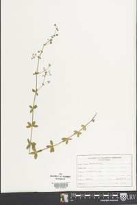Galium pilosum image