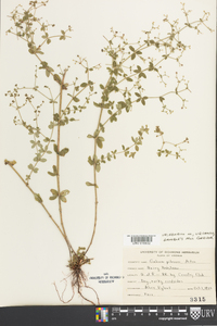 Galium pilosum image